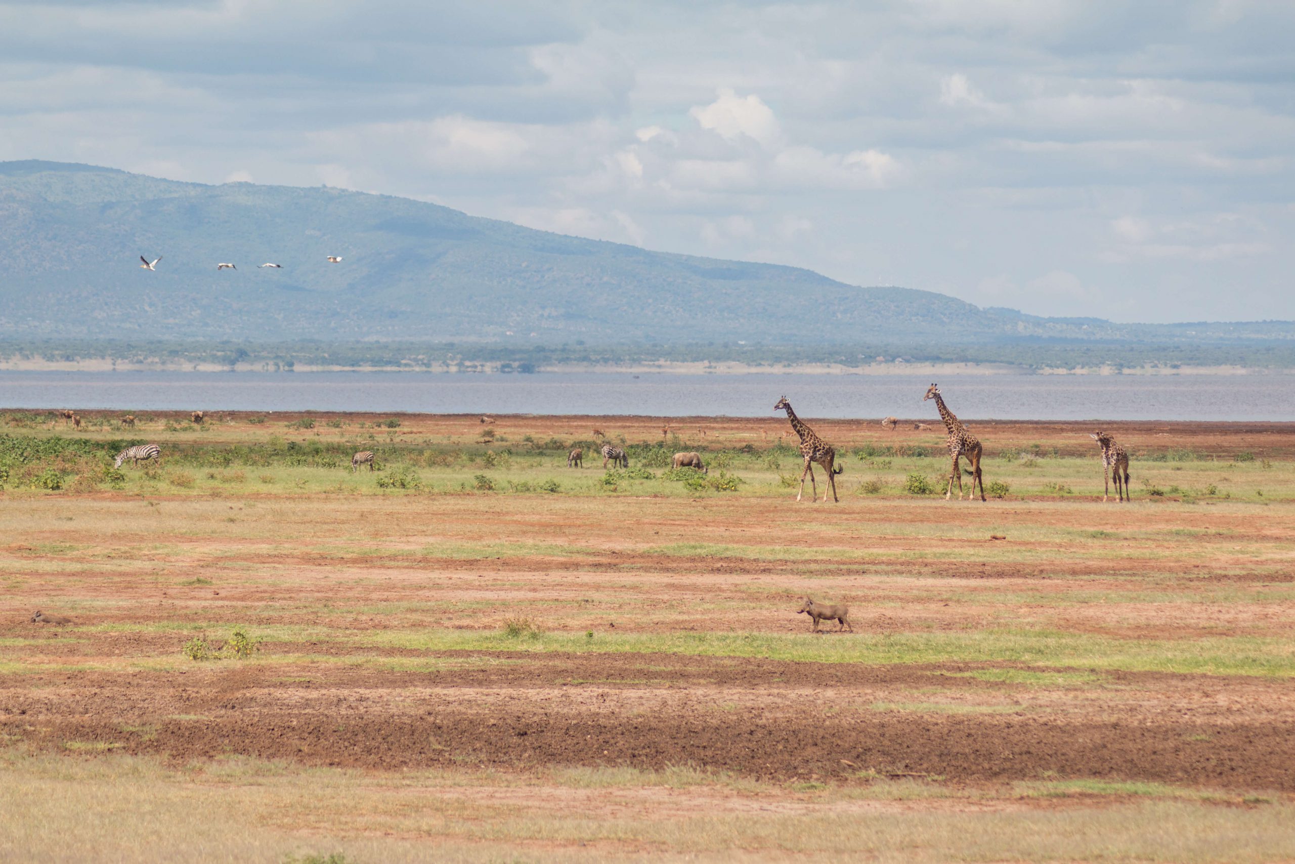 photograph of giraffes in tanzania