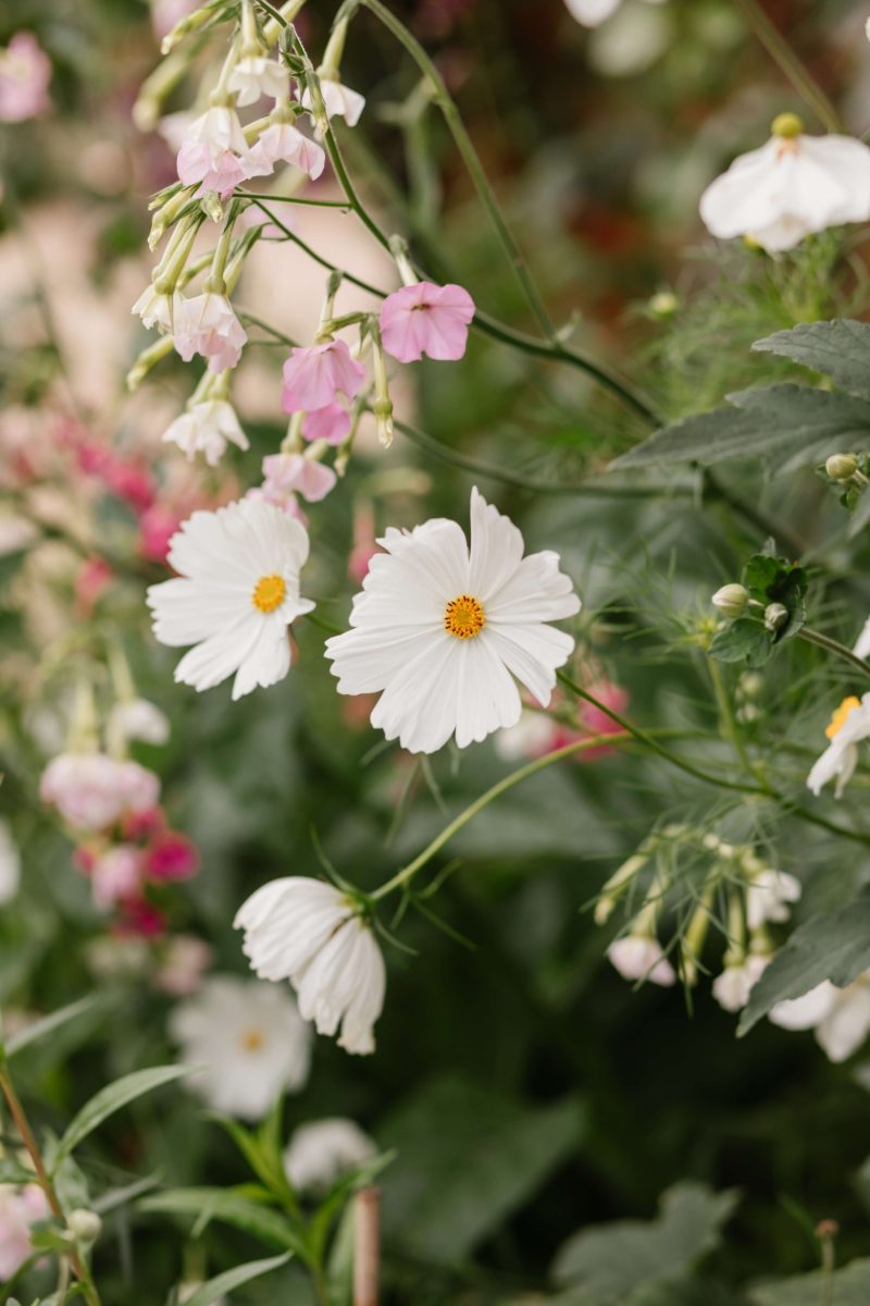 flowers at millbridge court